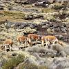 Herd of Vicunas